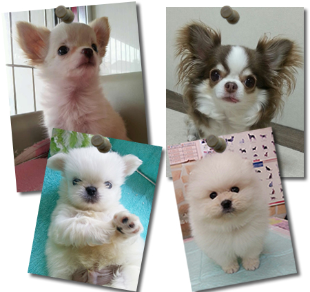 ペットショップワンニャンホンポのペットホテル